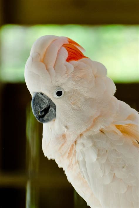 White Parrot By Eugen Winschel 500px Parrot Pet Birds Australian