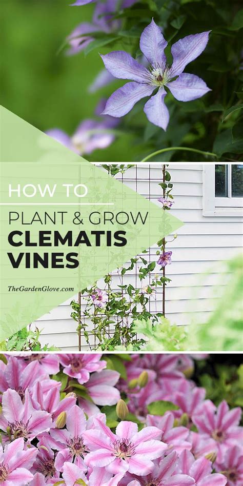 How To Grow And Plant Clematis Vines The Garden Glove