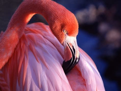 Pink Flamingo Wallpaper Birds Animals Wallpapers In  Format For Free