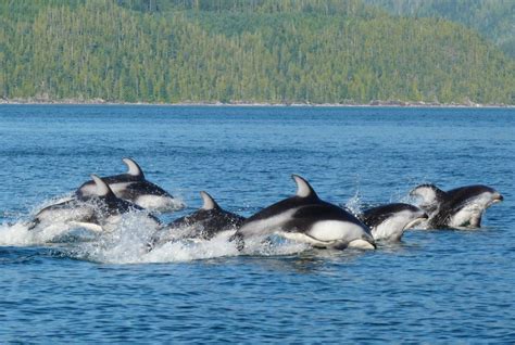 Whales And Dolphins Bc Sightings Transient Orca Humpback Whale And