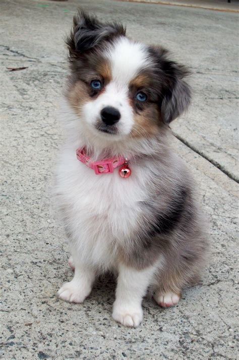 Toy Aussie Pup We Are Looking Into Getting This Breed Australian