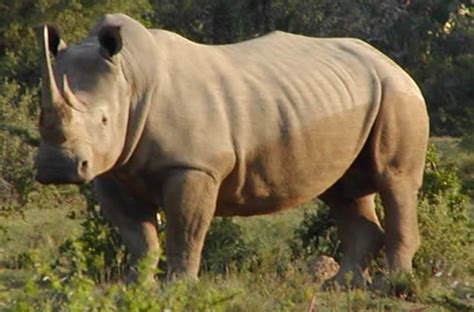 Rhino Farms In China Stimulating Illegal Trade Driving Rhinos