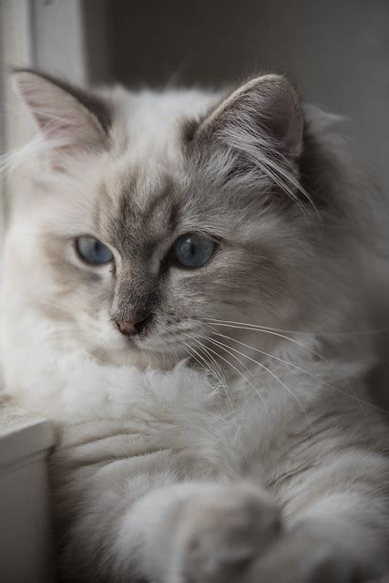 Birman Cat Pictures And Information Cat