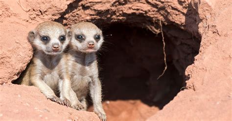 Ex Meerkat Keeper Fined For Zoo Love Triangle Attack
