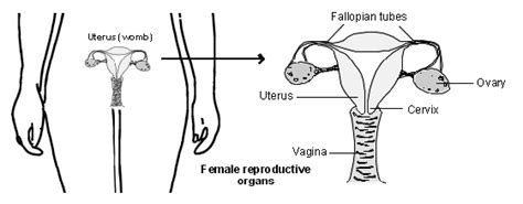 Simple easy notes on uterus for quick revision before exams. Hysterectomy and Vaginal Repair | Hull University Teaching ...