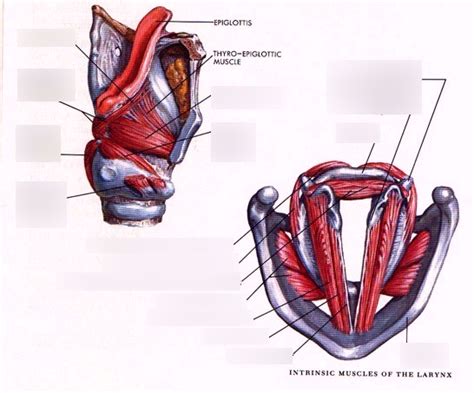 Intrinsic Cartilage And Muscles Of Larynx Diagram Quizlet