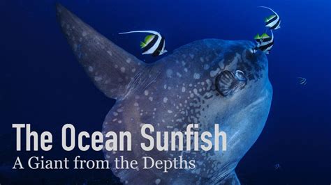 The Ocean Sunfish A Giant From The Depths Youtube