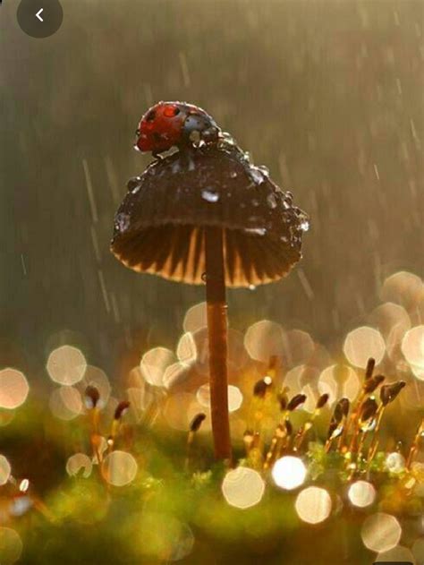 Pin By Debra Buckley On Természet In 2020 I Love Rain Ladybug Love Rain