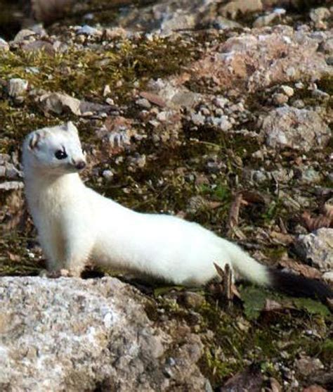 The Stoat Mustela Erminea Also Known As The Ermine Or Short Tailed Weasel Is A Species Of