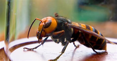 Giant Japanese Hornet Sting Wound