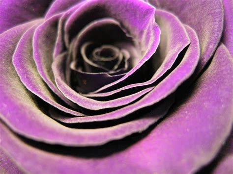 Free Images Blossom Flower Purple Petal Love Romantic Pink