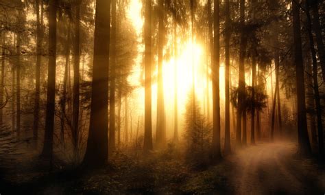 Forests Trees Rays Of Light Misty Forest Wallpapers