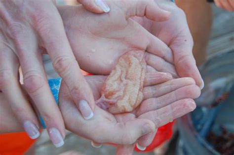 The hormone prescriptions, injected daily into a patient's abdomen for at least a week prior to the procedure, can add thousands of dollars to the bill. Lionfish reproduction - Lionfish Hunting