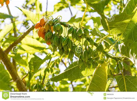 Thus they believed that the acorn, the fruit of the oak tree, was always spared the god's wrath, and so they began putting a lone acorn on their windowsills to protect their houses. Oak Leaved Papaya Fruit Tree. Stock Photo - Image of ...