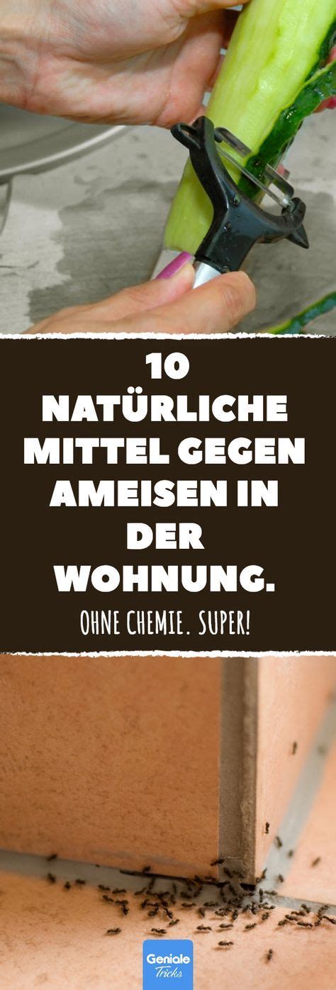 Das ziel der schimmelpilzschadensanierung ist: 10 natürliche Mittel gegen Ameisen in der Wohnung. # ...