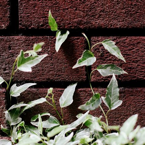 How To Kill A Thorny Climbing Vine Weed Homesteady