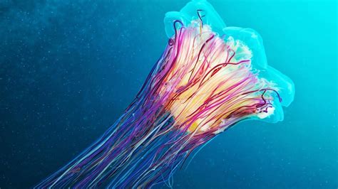 A Beautiful Colorful Jellyfish In Blue Water Wallpaper Download 5120x2880