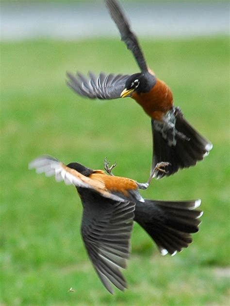 American Robins Squabbling For Territory