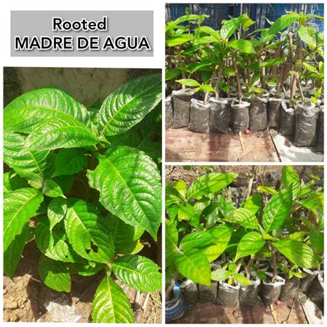 Rooted Madre De Agua 100 Buhay Na Live Plant Shopee Philippines