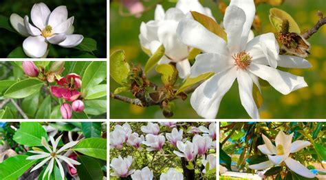 13 Types Of Magnolia Trees For Florida Gardens