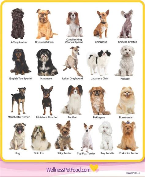 Dog Breeds Medium Dog Breeds List Dog Breeds Chart