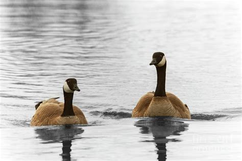 Canadian Geese Pair Photograph By Bernita Boyse Pixels