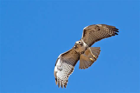 Img5543 Light Morph Harlans Red Tailed Hawk Though There Flickr