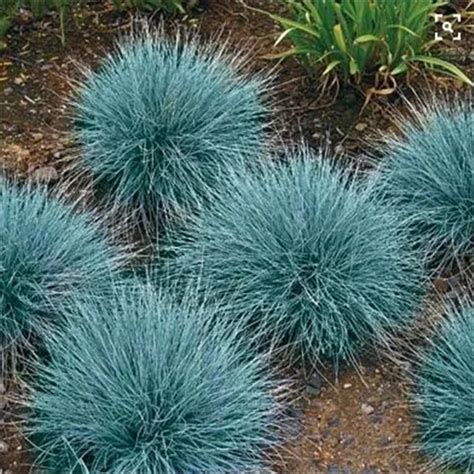 100pcs Pack Blue Fescue Grass Seeds Festuca Glauca Perennial Hardy