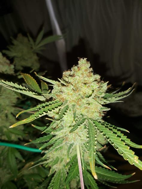 Nirvana Aurora Indica Grow Journal Week15 By Rom101 Growdiaries