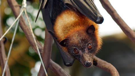 9 Fantastic Facts About Flying Foxes | Mental Floss