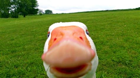 Create Meme Stoned A Goose Gus Laughs Demented Geese Pictures
