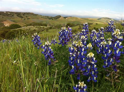 Fort Ord National Monument Monterey County Ca Lupine Fields National