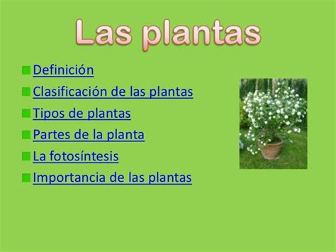 Las Plantas Power Point