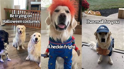 You Wear One One At Halloween En Francais - Dog Tries On Different Halloween Costumes | Which One Should He Wear