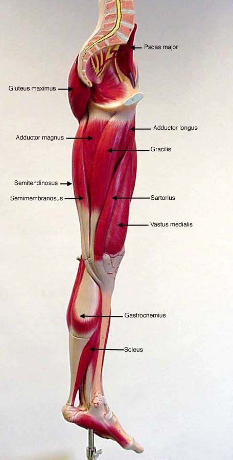 Labeled Medial View Of Leg Muscles Muscle Anatomy Human Body