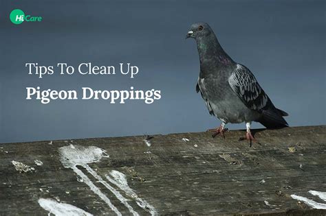 8 Simple Tips To Clean Up Pigeon Droppings Properly Hicare