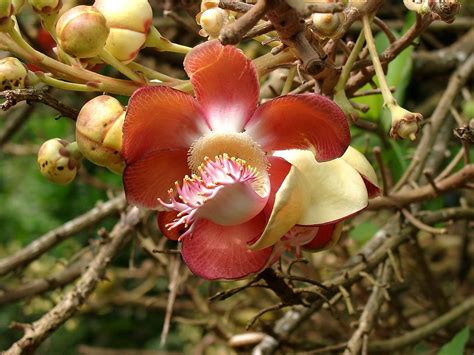 Blossoms Of Cannon Ball Tree Couroupita Guianensis In The Botanical