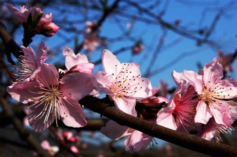 Shop beauty and personal care products made by blossom. Plum Blossoms in Japan: Best Places for 2020 - JRailPass