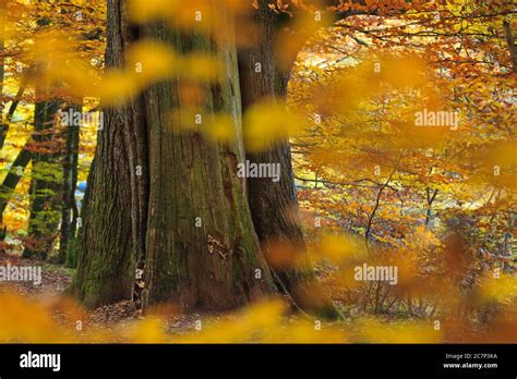 Old Oak Tree In Autumn Hi Res Stock Photography And Images Alamy