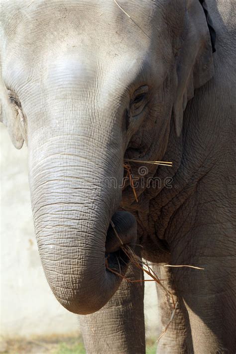 Asian Elephant Stock Photo Image Of Kolkata Trunk Wild 83875620