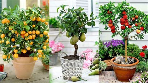 Turn Your Balcony Into A Paradise With These 8 Fruit Trees In Pots