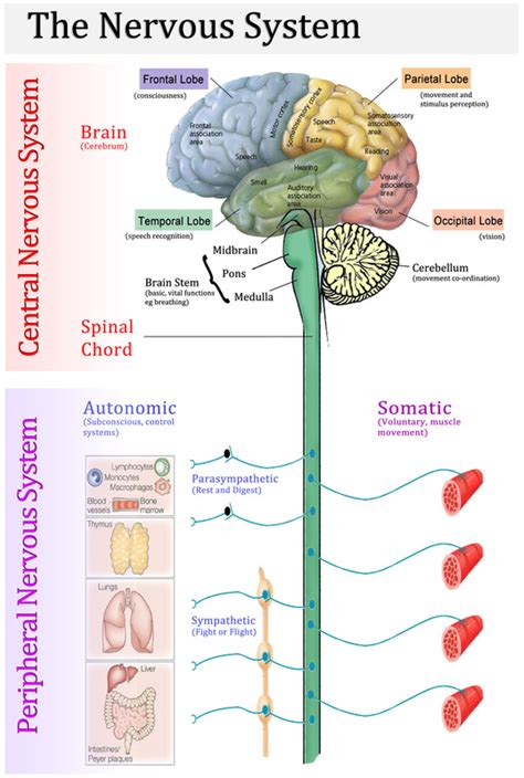 Nervous System Overview Anatomy And Physiology