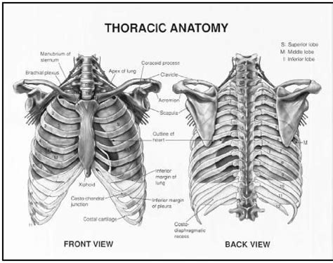Anatomy Of Ribs Posterior Thoracic Wall And Breast Illustrations