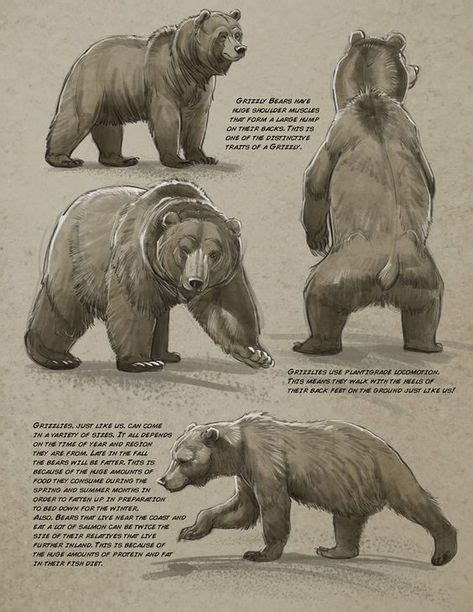 Мои закладки Bear Медведь Изображения медведей Эскизы животных