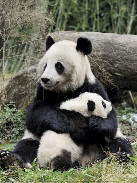 Giant Panda Mother And Baby Change 3 Bear Hugs And Mother And Baby