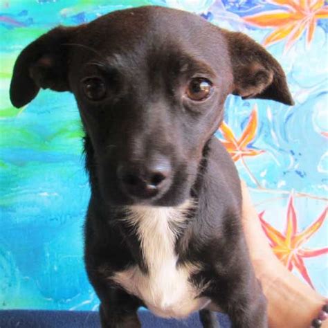 Rescue dogs and cats up for adoption are featured in partnership with the rancho coastal humane society animal shelter. Dog Adoption San Diego - Adopt A Dog | Cat Adoption San ...