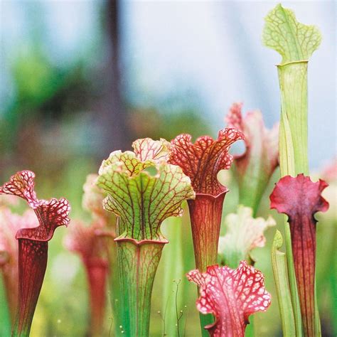 Red Trumpet Plant Sarracenia Rubra Living