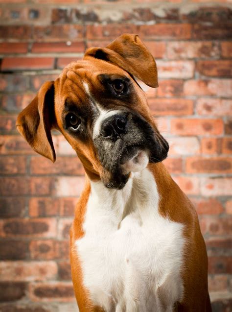 Boxer Dogs And Puppies Love My Dog Boxer Love Baby Dogs Pet Dogs