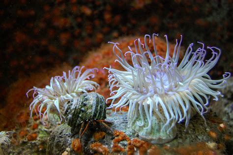 Free Images Water Ocean Underwater Fauna Coral Reef