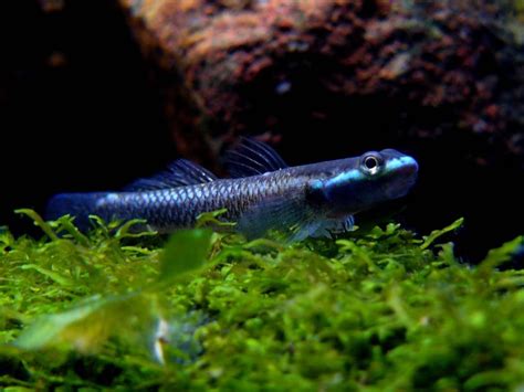 Stiphodon Semoni Cobalt Blue Goby — Seriously Fish